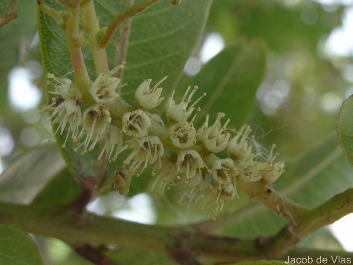 Terminalia arjuna (Roxb. ex DC.) Wight & Arn.